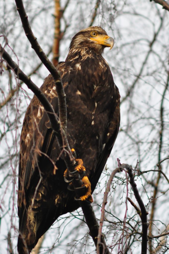 Aces Beloved Golden Eagle Passes After 38 Years Of Service